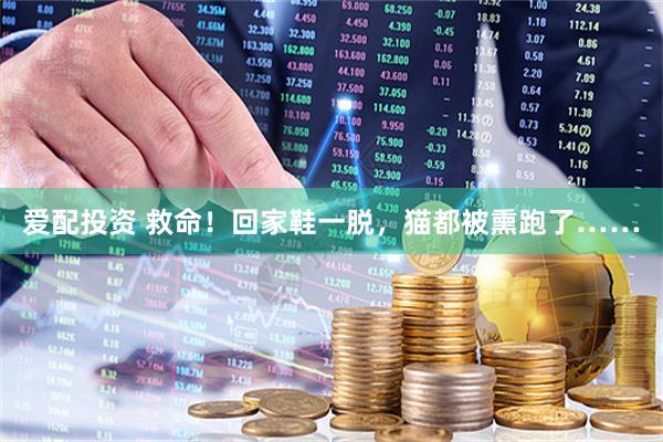 爱配投资 救命！回家鞋一脱，猫都被熏跑了……